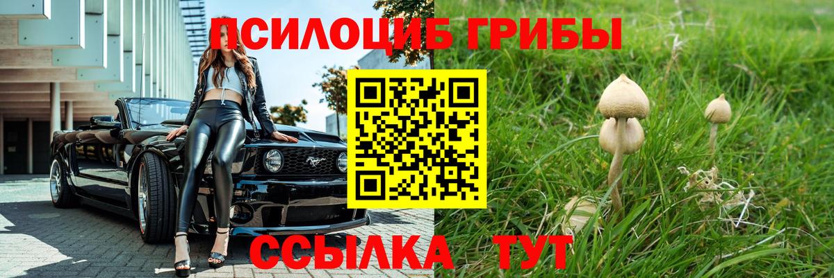 Псилоцибиновые грибы Psilocybe  Вход с VPN  Пугачёв  Галлюциногенные грибы Psilocybine cubensis 